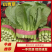 河北小白菜大量有货，欢迎咨询，实地看货，洽谈合作