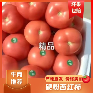河北邯郸西红柿，代办一条龙服务，欢迎咨询实地看货
