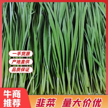 河北精品大叶韭菜量大从优欢迎各位老板随时致电咨询洽谈合作