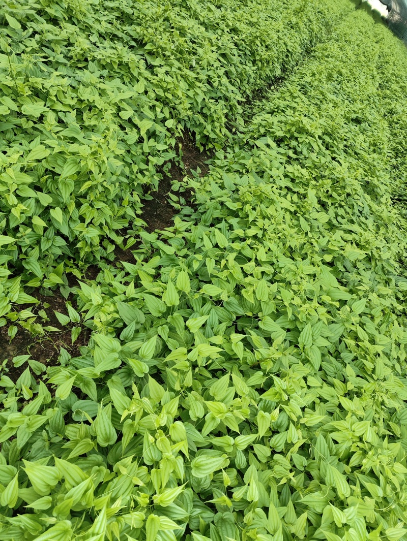 四川对叶大百部种苗，基地一手货源，供货稳定充足，成活率高