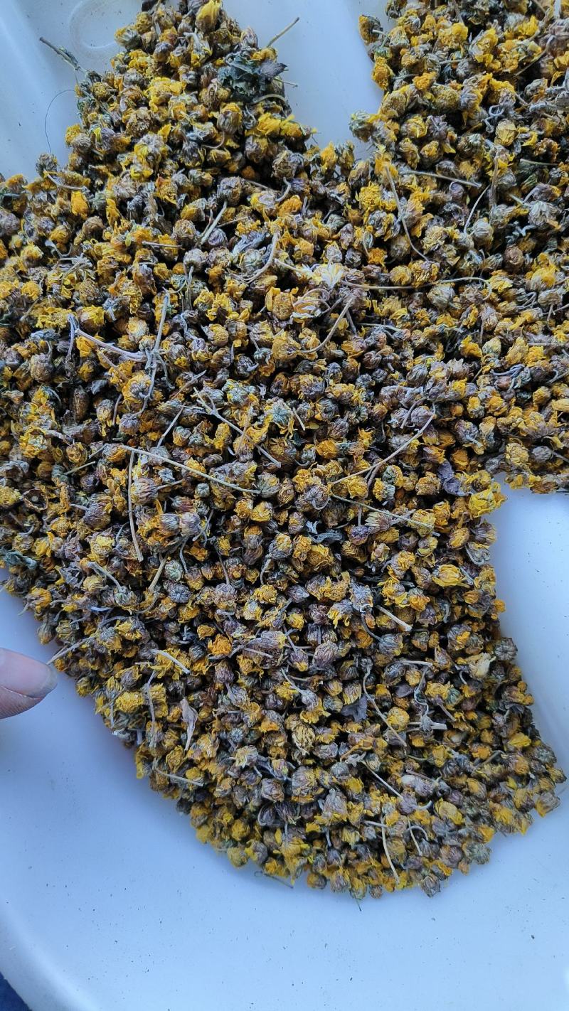 精品菊花菊花茶野菊花(原生态产地，一手货源，包邮)