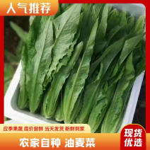 河北邯郸精品油麦菜，大量有货欢迎咨询，实地看货，洽谈合作