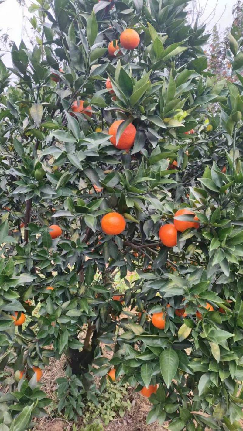 精品柑橘东方红柑橘货源充足量大从优质量保证欢迎咨询