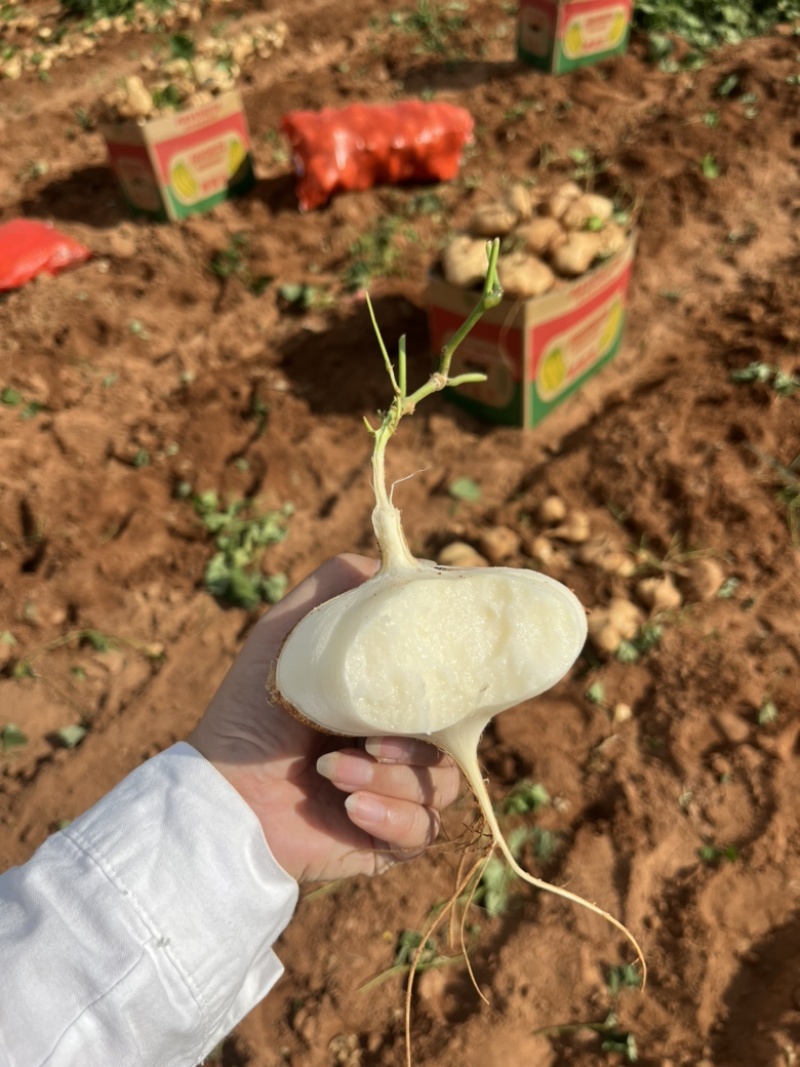 口感清甜，水分充足