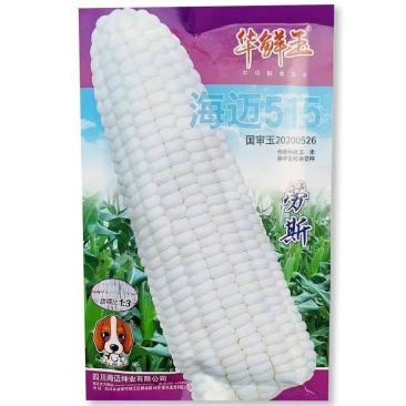 海迈515劳斯玉米种子国审香甜糯玉米高产软糯香甜鲜食玉米