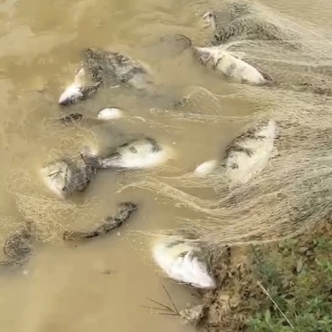 翘嘴桂鱼（鳜鱼）