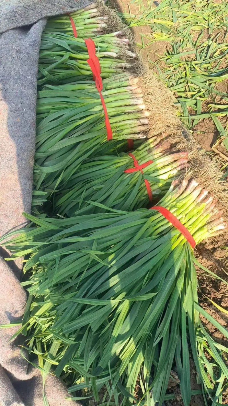 【蒜苗】河南红根蒜苗产地直发品质保证量大从优欢迎咨询
