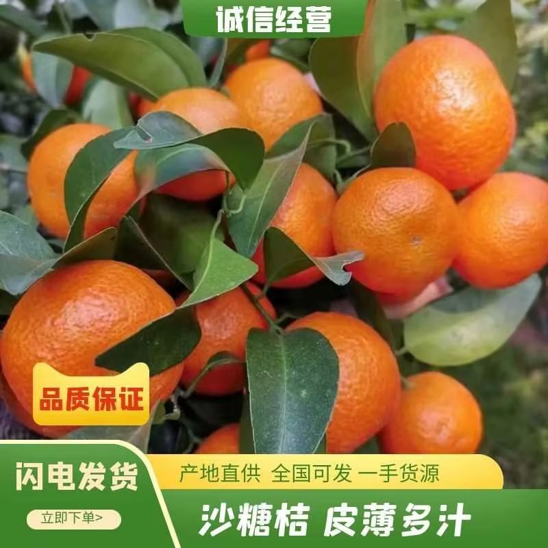 精品沙糖桔广西砂糖橘产地直供量大从优可视频看货欢迎咨询