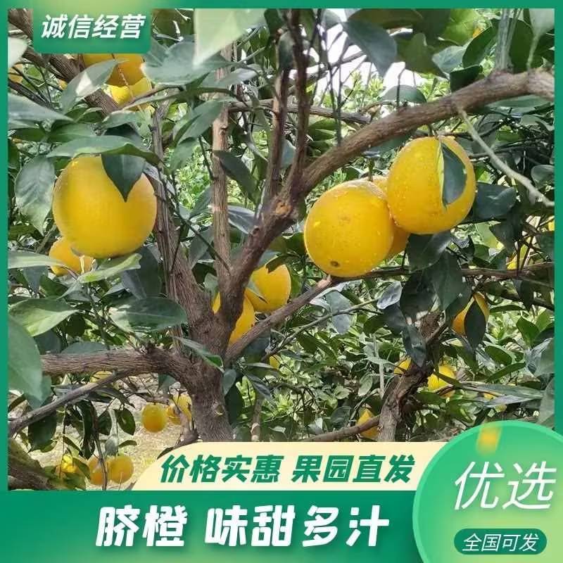精品脐橙一手货源皮薄多汁量大从优质量保证欢迎咨询