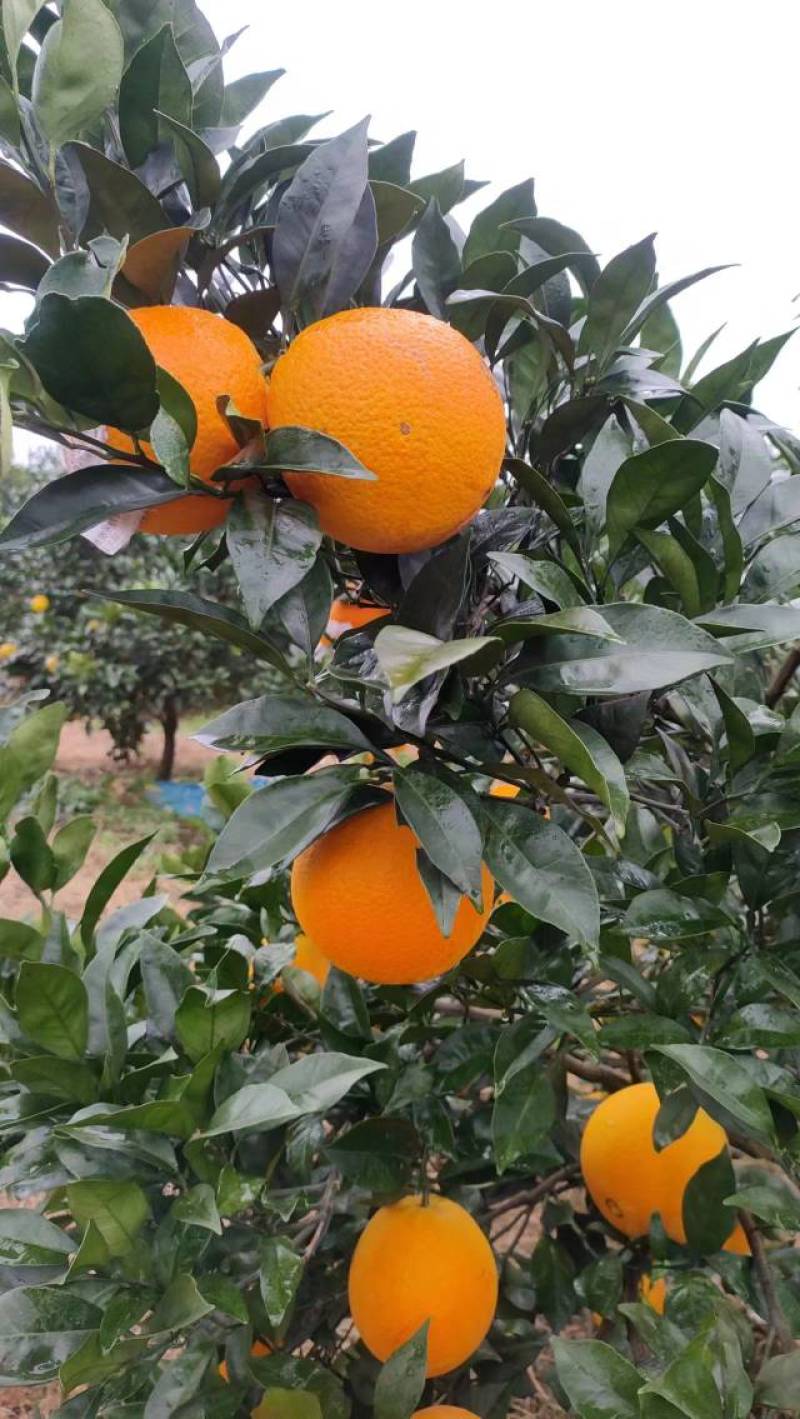 精品脐橙一手货源皮薄多汁量大从优质量保证欢迎咨询