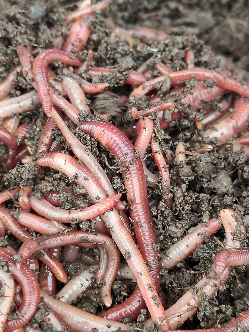 【人工养殖】广东红蚯蚓养殖场蚯蚓可视频看货欢迎咨询