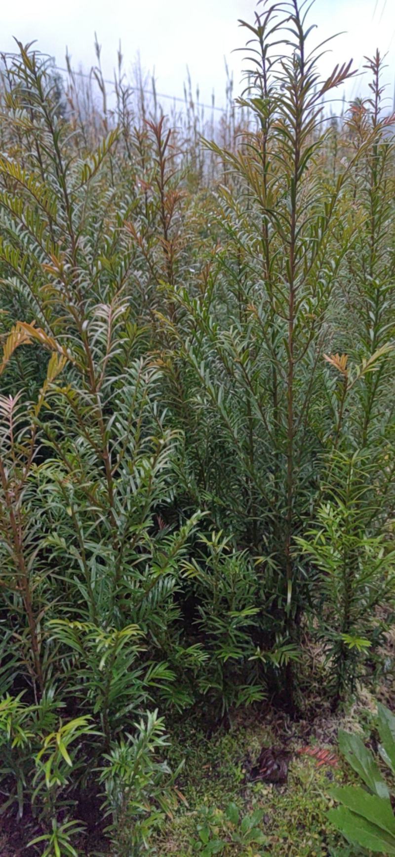 南方红豆杉小苗，30-50公分的数量不多，规格齐全