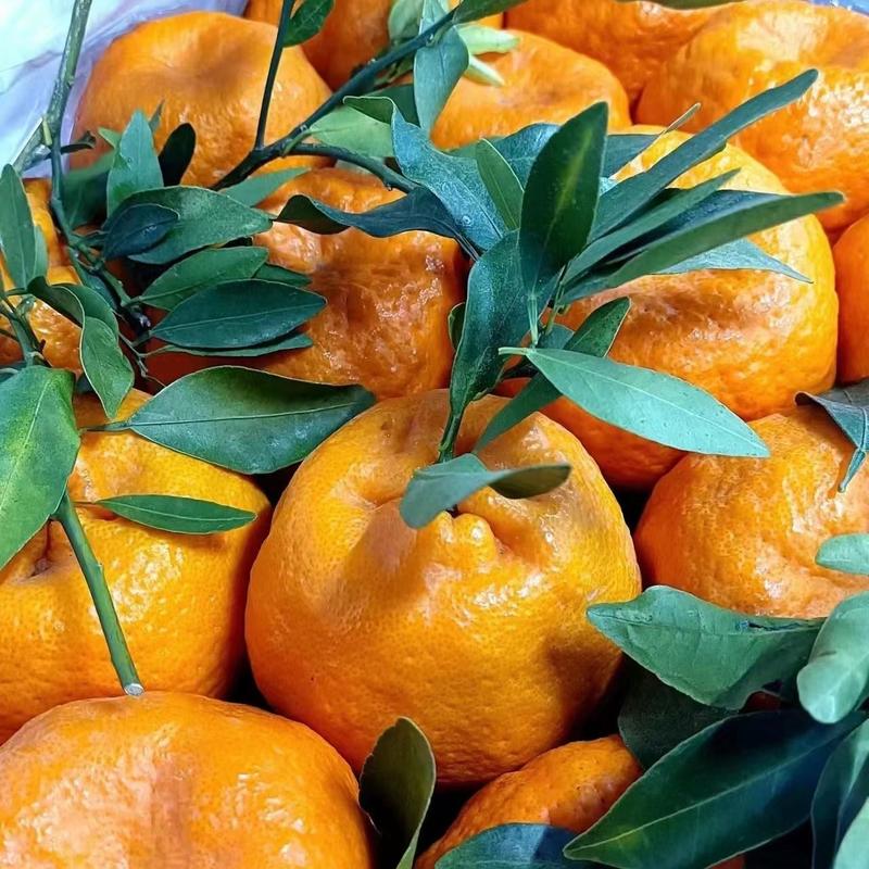 【精品】四川不知火柑桔丑橘产地一手货源量大价优欢迎合作