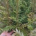 南方红豆杉小苗，30-50公分的数量不多，规格齐全
