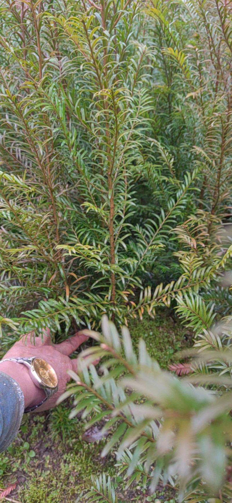 南方红豆杉小苗，30-50公分的数量不多，规格齐全