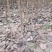 巧克力柿子树苗基地直发现挖现发包品种包成活包赔付