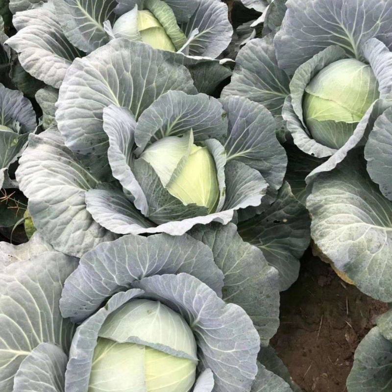 湖北千亩奥奇娜包菜扁包菜基地直供