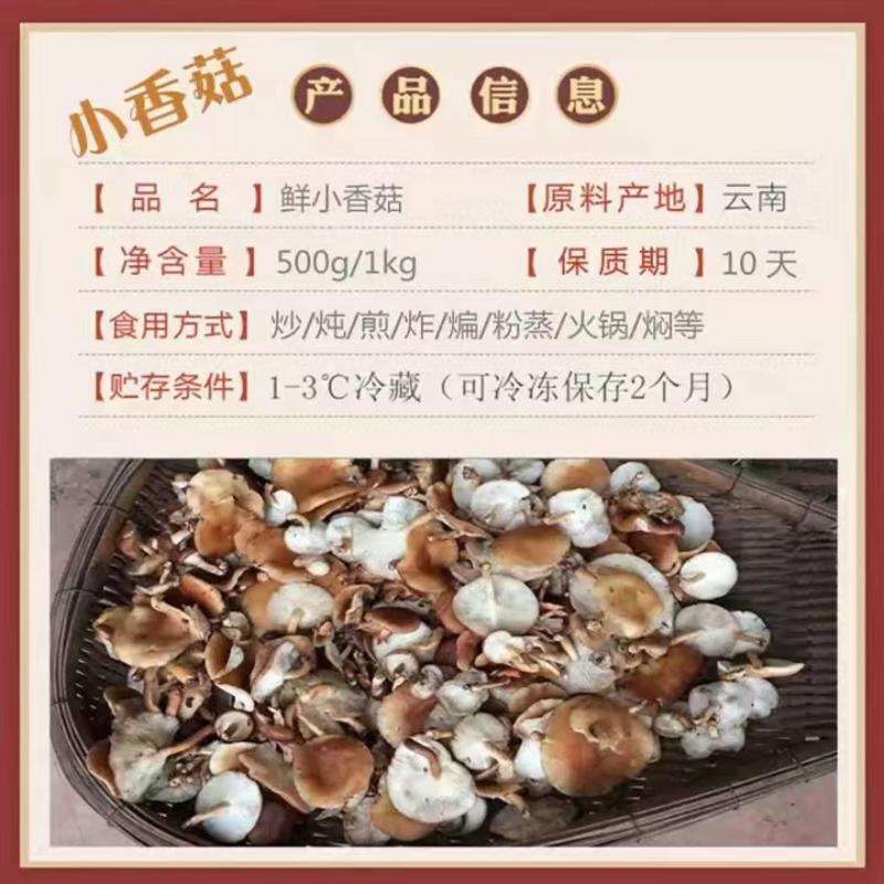 云南新鲜小香菇产地直供质量保证货源充足欢迎订购