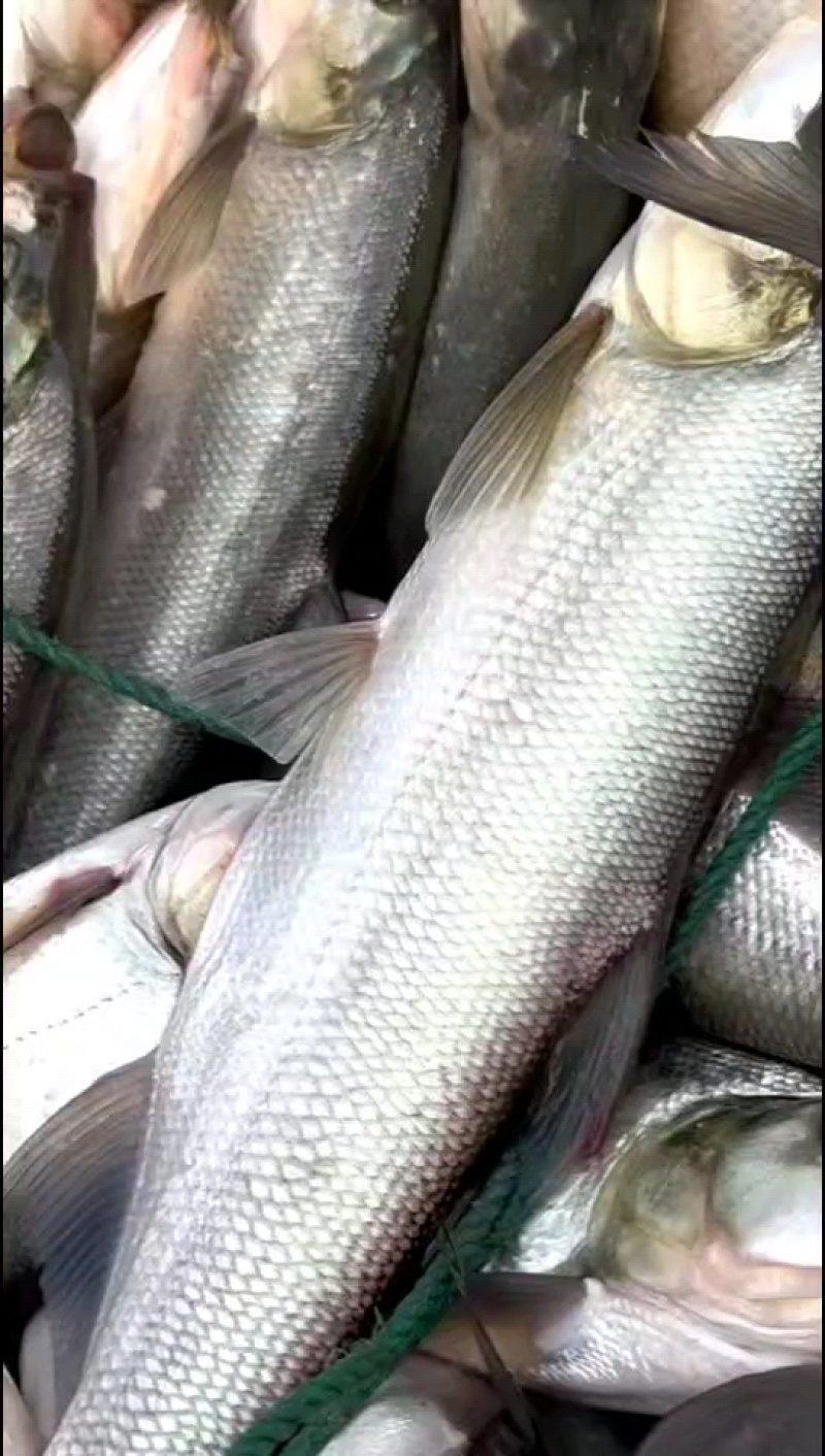翘嘴白鱼，垂钓路亚专用，规格齐全品质保证，成活率高