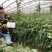 欧兰德辣椒种子欧丽214深绿色线椒种子皮薄肉厚味辣椒条顺