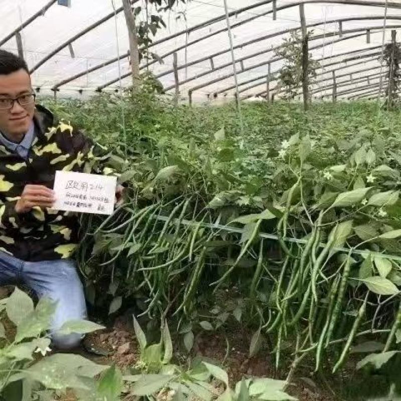 欧兰德辣椒种子欧丽214深绿色线椒种子皮薄肉厚味辣椒条顺