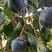 黑柿子树苗一年苗基地直发包技术包品种包成活死苗补发