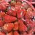 【优选】奶油草莓大量上市品质保证价格优惠欢迎来电咨询