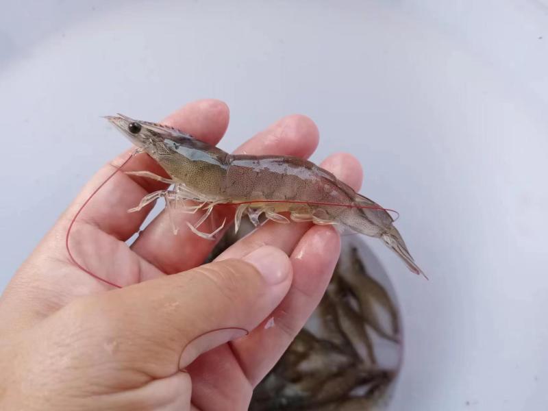 聚源虫浆鱼虾液态奶开口第一餐