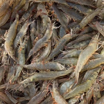 聚源虫浆鱼虾液态奶开口第一餐