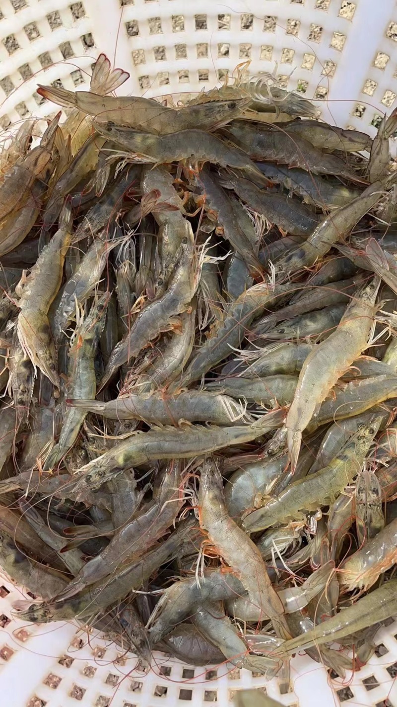 聚源虫浆鱼虾液态奶开口第一餐