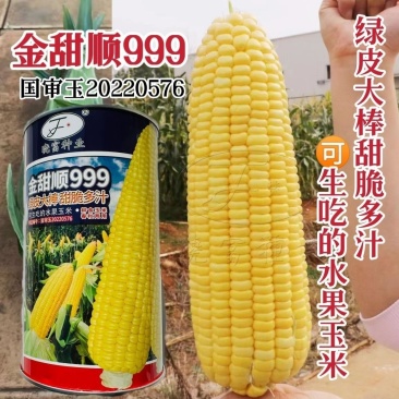 晓富金甜顺999水果玉米种子脆甜多汁生吃水果