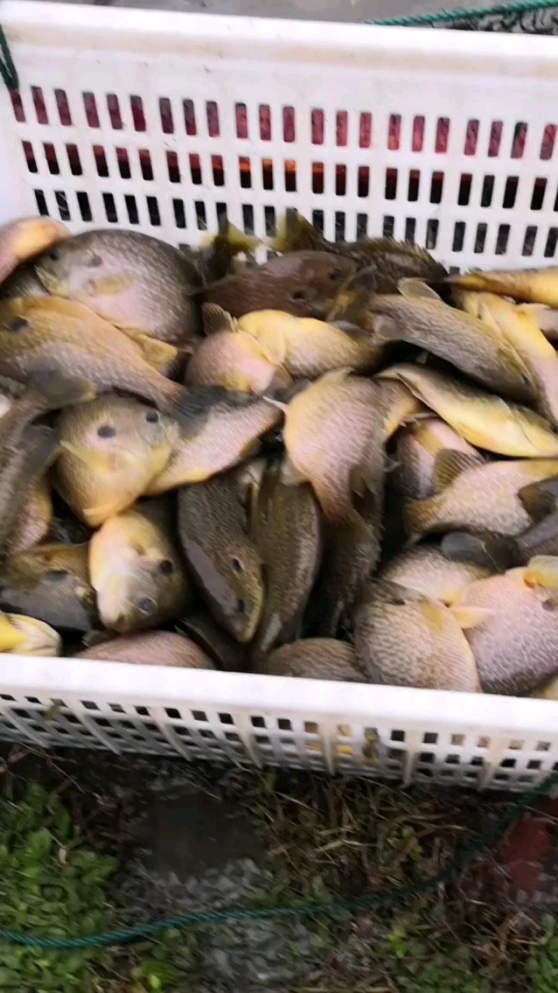 太阳鱼垂钓专用货源充足，品质保证，可以送货上门
