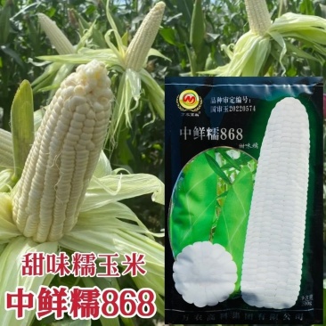中鲜糯868玉米种子大棒甜味糯玉米种子国审玉米种子鲜食糯