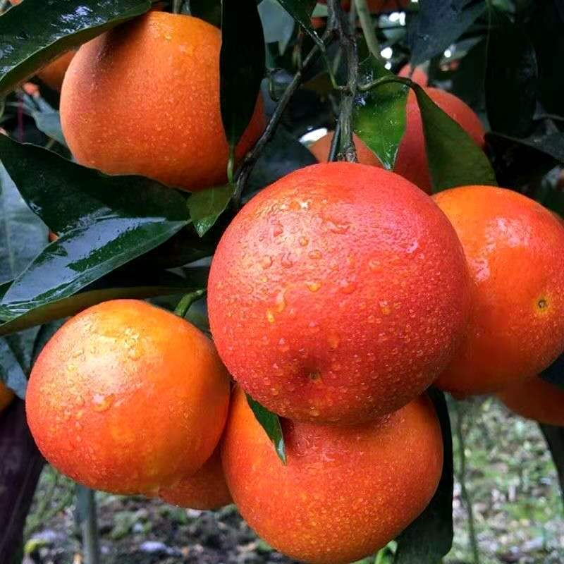 【正宗】四川血橙大量现货供应量大价优欢迎老板来电合作