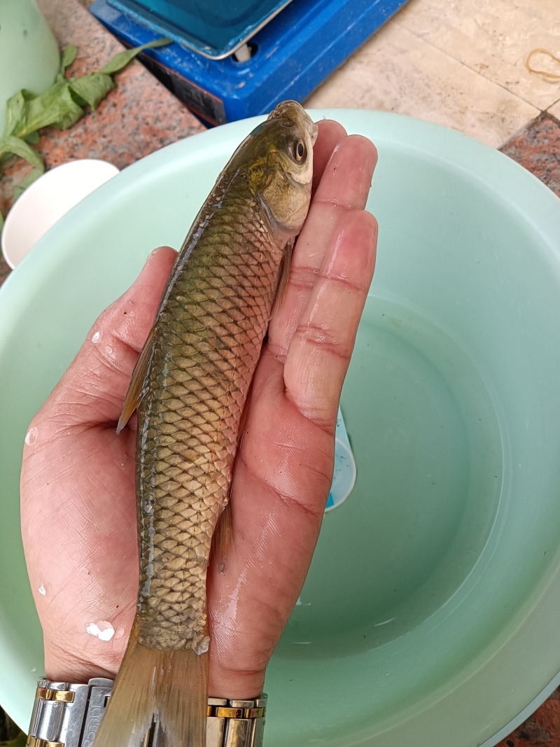 大草鱼苗草皖鱼苗大苗鲜活四大家鱼正宗草鱼苗鲤鱼草鱼苗鲜活