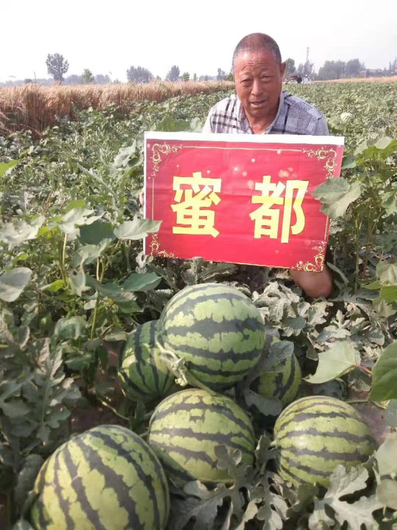 蜜都麒麟瓜，瓤红口感酥，抗病耐裂，大棚露地均可种植