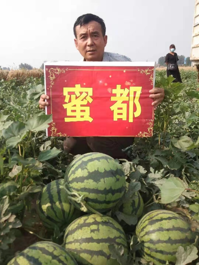 蜜都麒麟瓜，瓤红口感酥，抗病耐裂，大棚露地均可种植