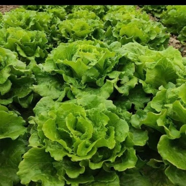 脆嫩生吃生菜蔬菜