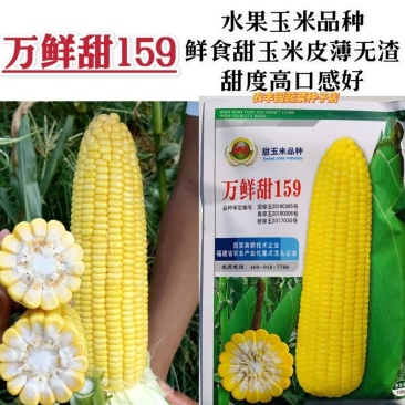 万鲜甜159甜玉米种子黄色水果玉米种子南方鲜食甜玉米种籽