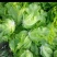 脆嫩生吃生菜蔬菜