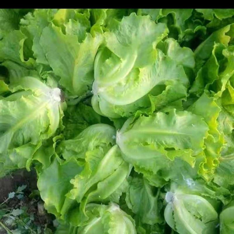 脆嫩生吃生菜蔬菜