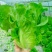 脆嫩生吃生菜蔬菜
