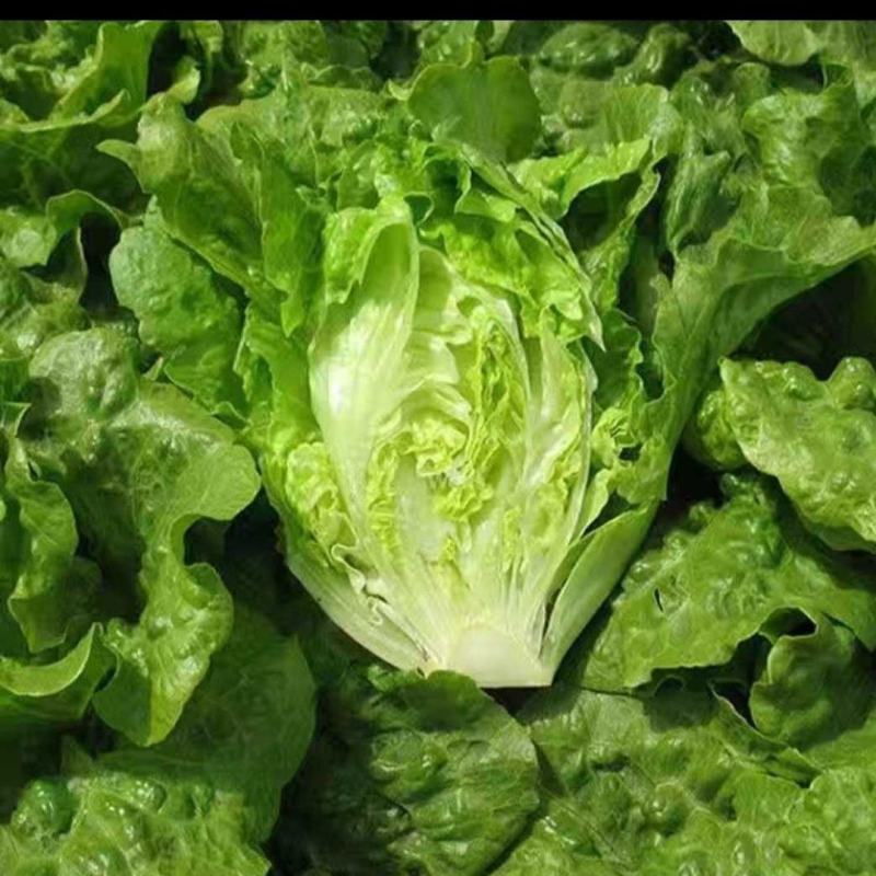 脆嫩生吃生菜蔬菜