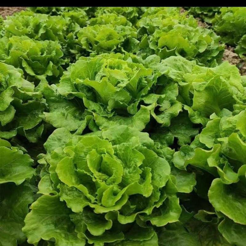 脆嫩生吃生菜蔬菜