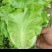 脆嫩生吃生菜蔬菜