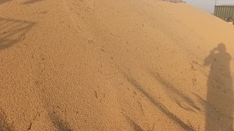 大豆