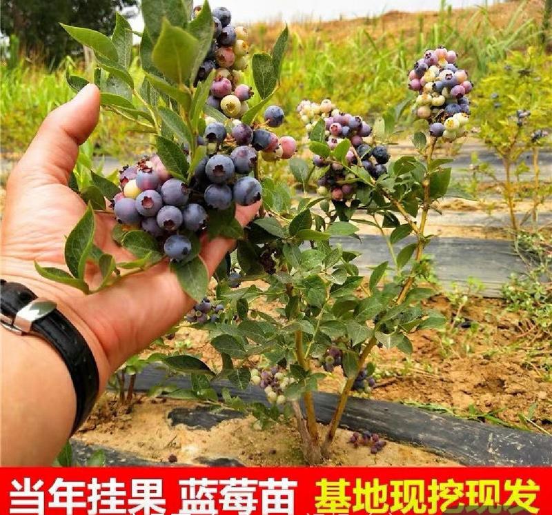 蓝莓苗，基地直发品种齐全签约合同种植实地考察保证成活结果