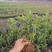 蓝莓苗，基地直发品种齐全签约合同种植实地考察保证成活结果