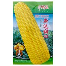 海迈斯达甜221早熟超甜水果玉米种子高产甜玉米种籽孑春秋