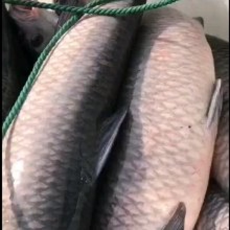 青鱼垂钓专用品质保证规格齐全，塘囗直供，可送货上门